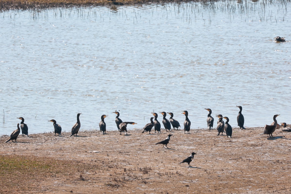 玉頸鴉 - ML645839215