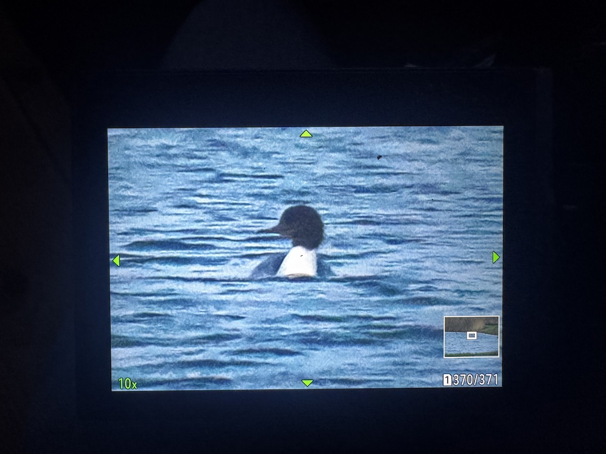 Common Merganser (Eurasian) - ML645839218