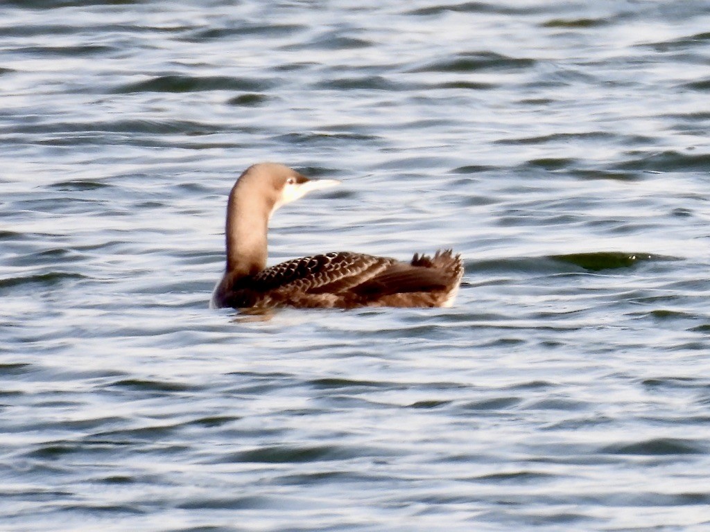 Pacific Loon - ML645839223