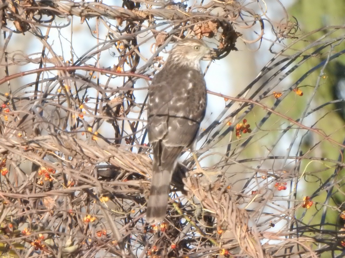 Cooper's Hawk - ML645839224