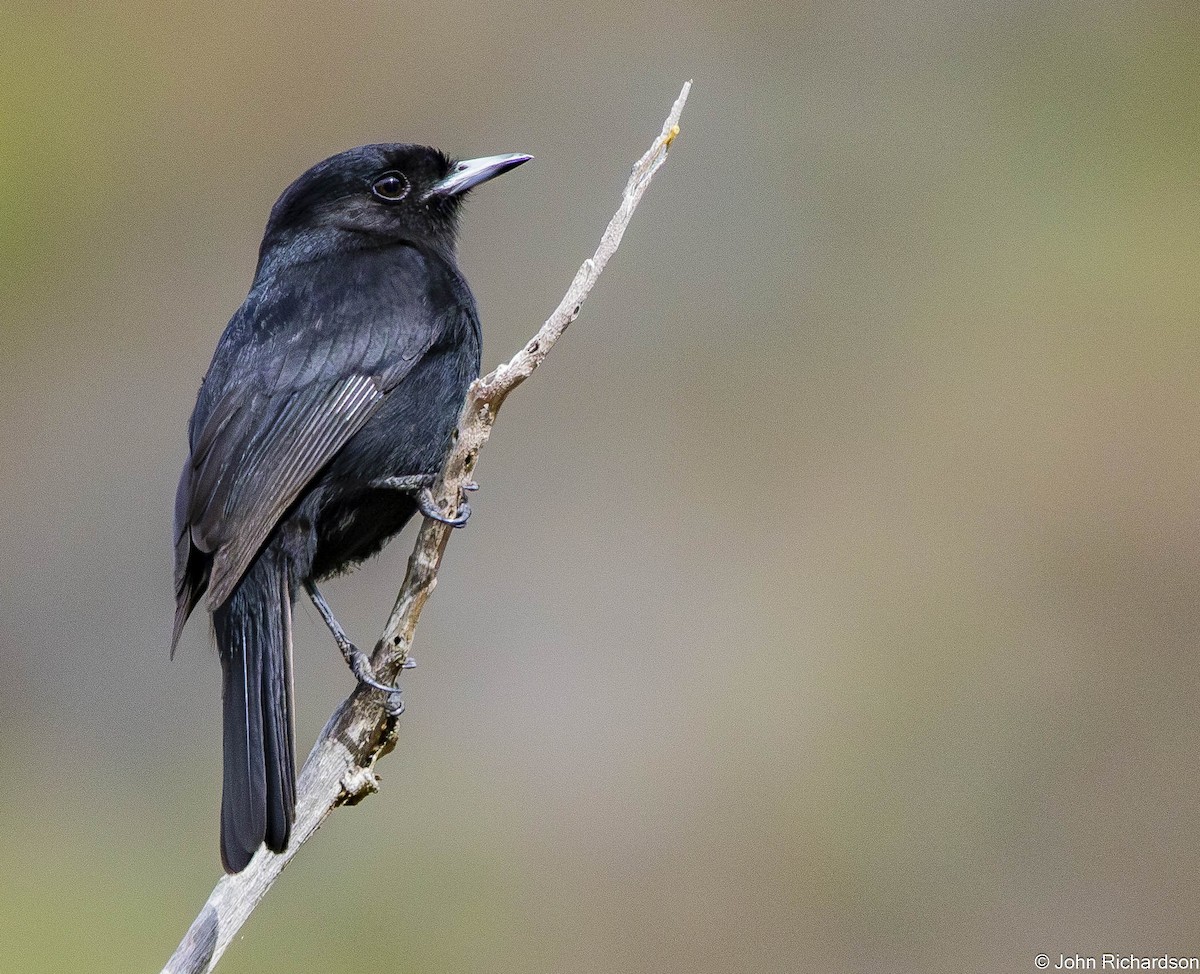 White-winged Black-Tyrant - ML645839227