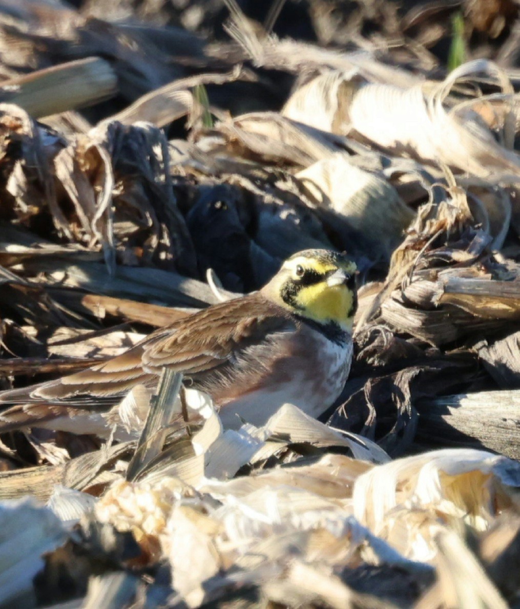 Horned Lark - ML645839228