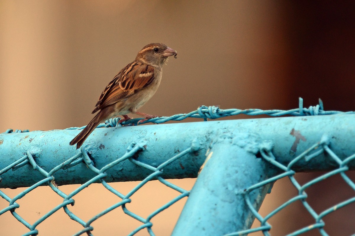 Gorrión Común - ML645839231