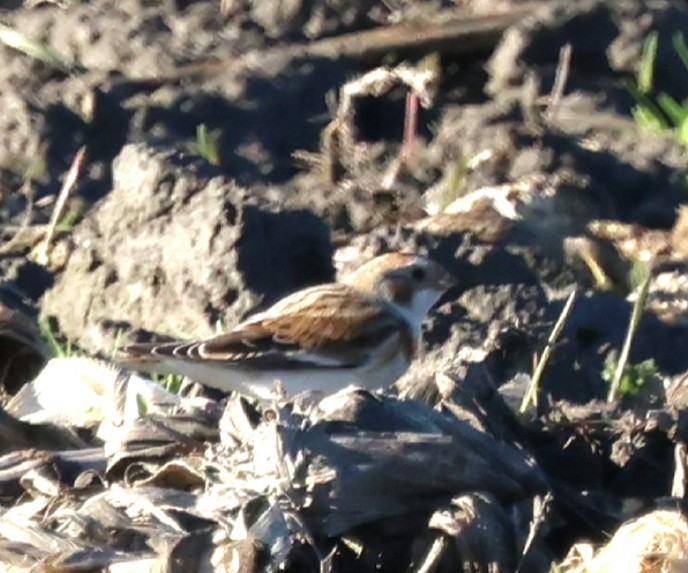 Snow Bunting - ML645839232