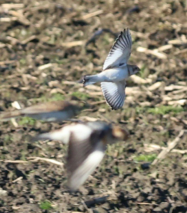 Snow Bunting - ML645839233