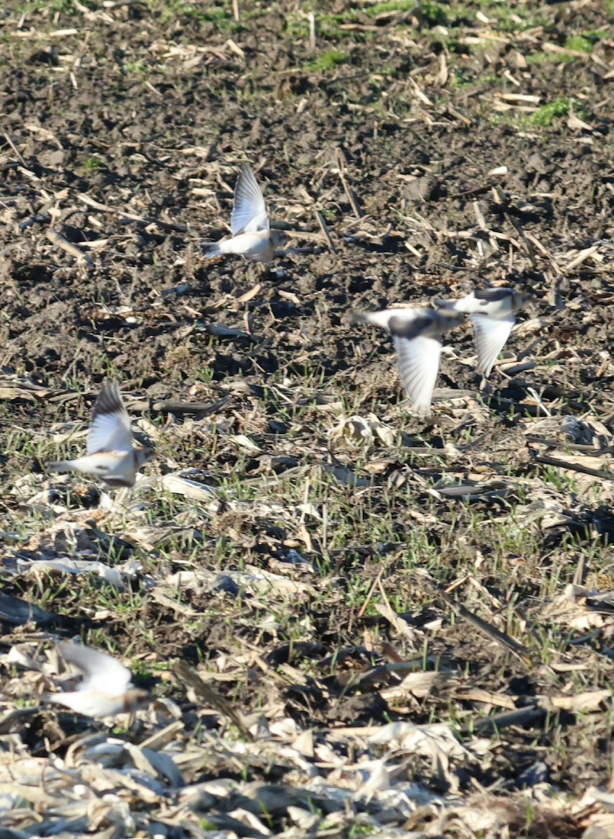 Snow Bunting - ML645839234
