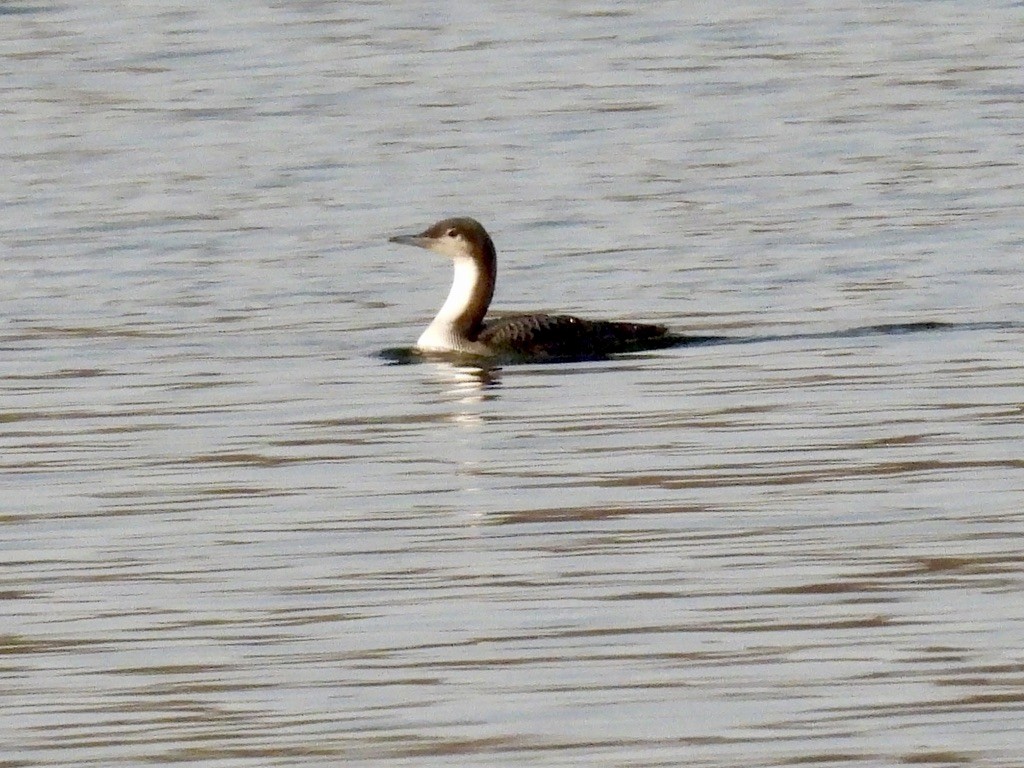 Pacific Loon - ML645839236