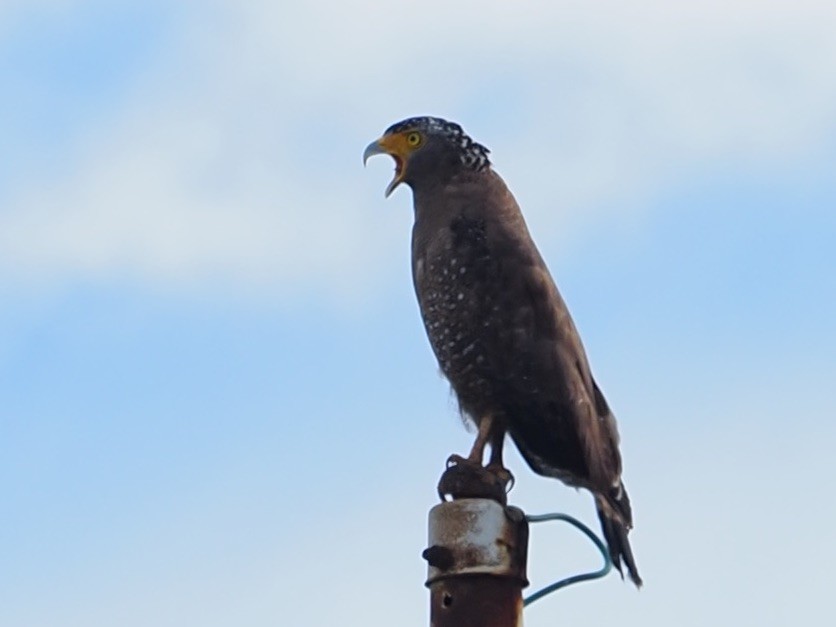 orientsnokørn - ML645839242