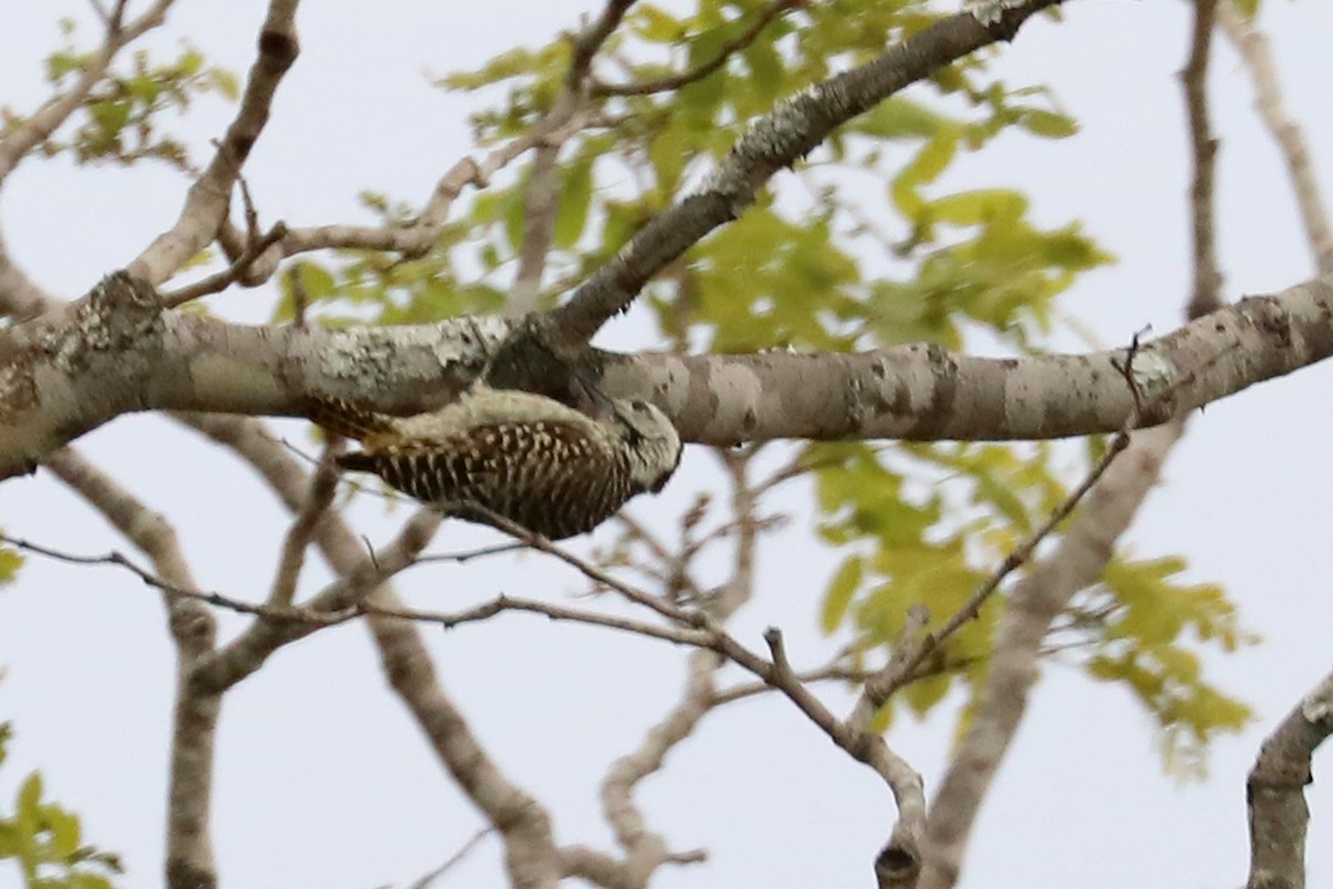 kardinalspett - ML645839248