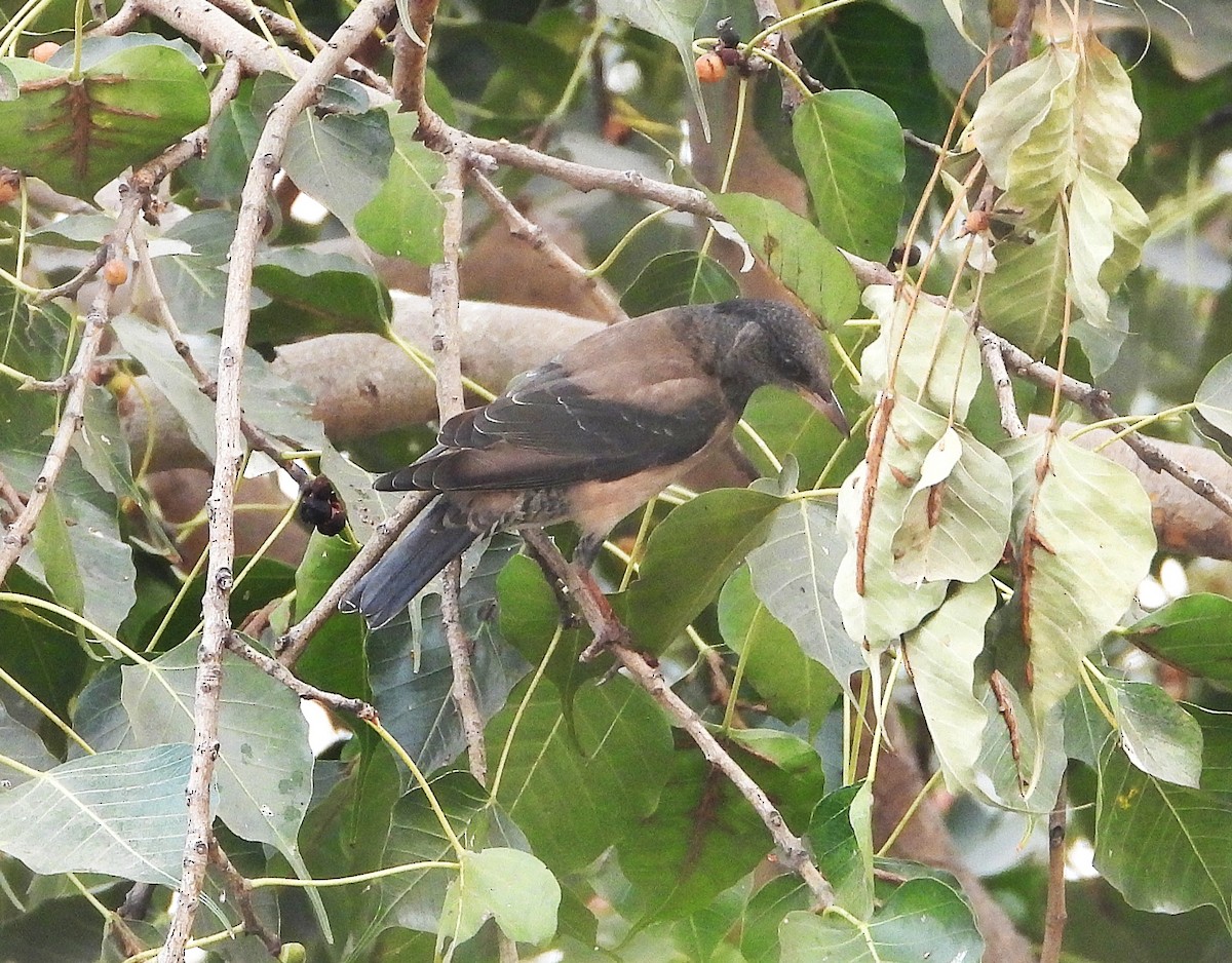 Rosy Starling - ML645839253