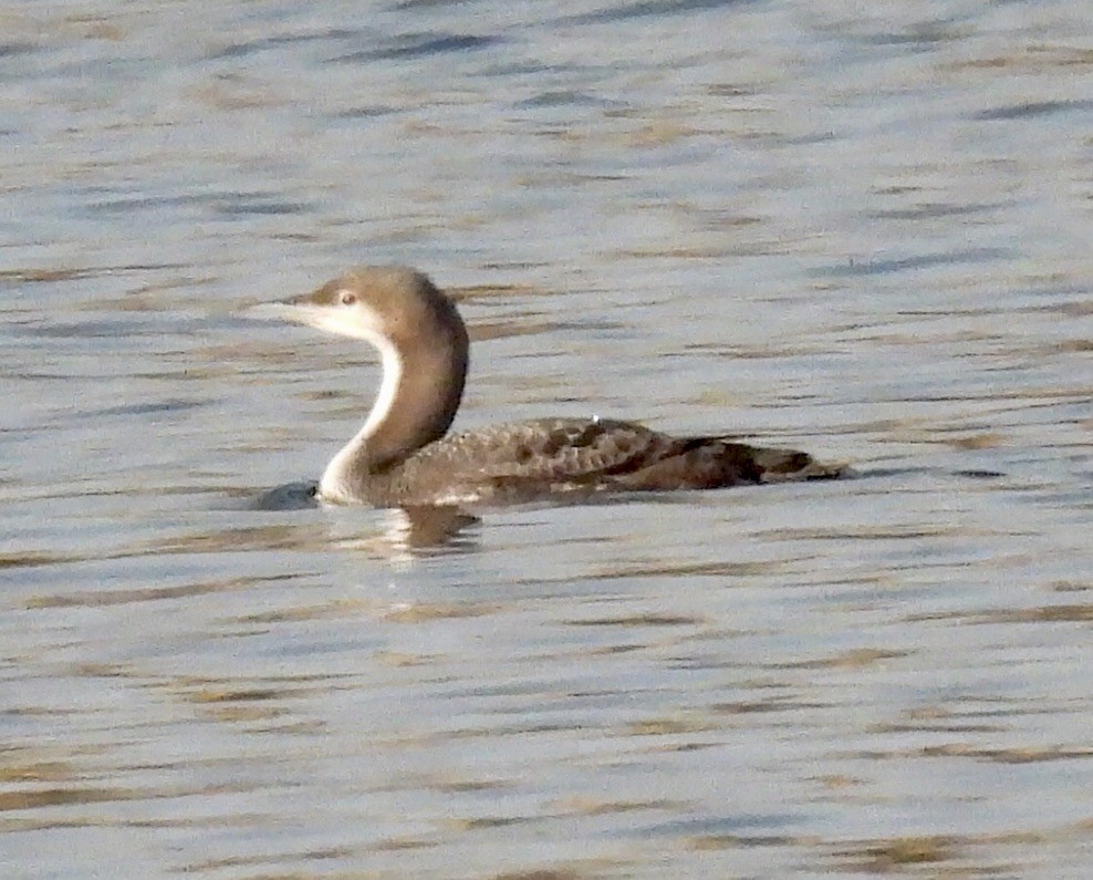 Pacific Loon - ML645839254
