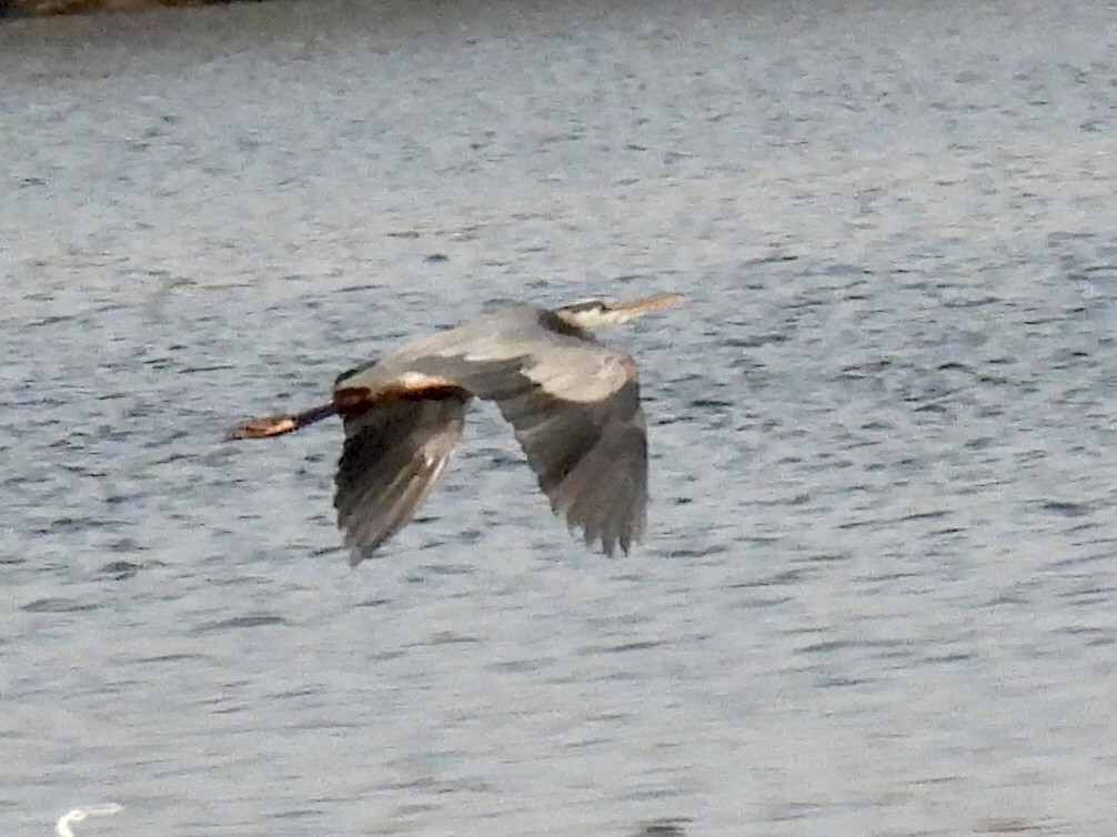 Great Blue Heron - ML645839257
