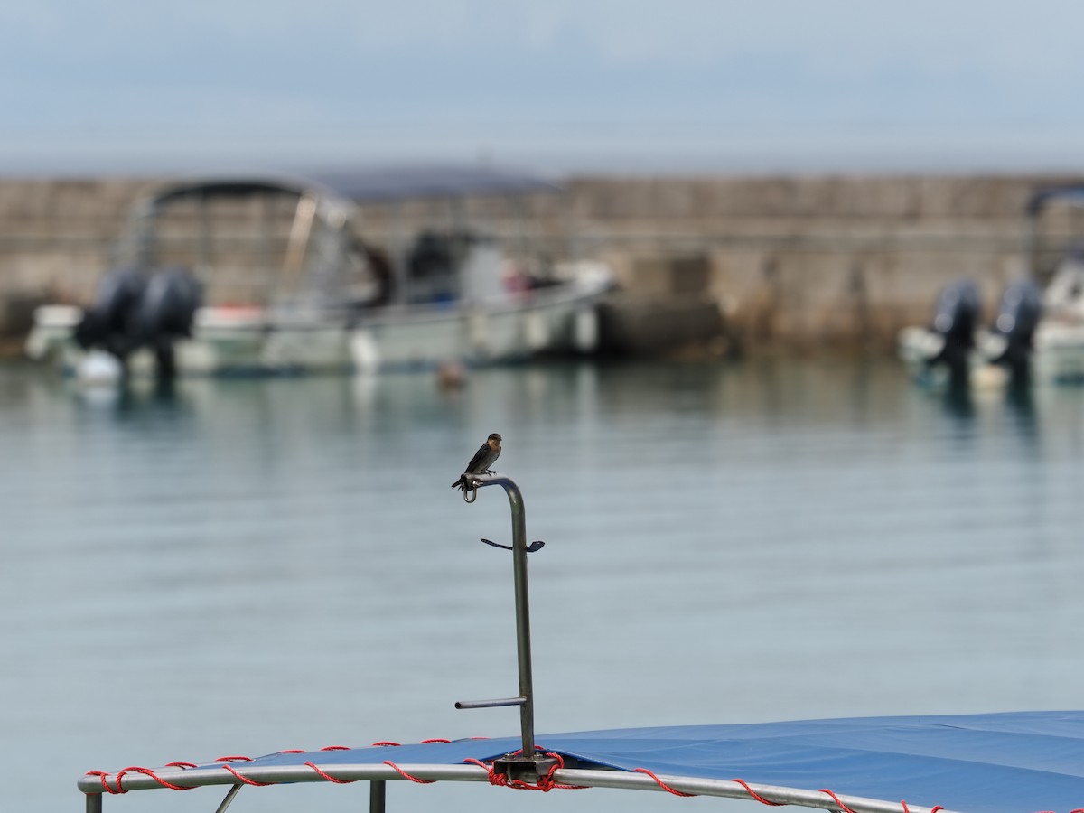 kystsvale - ML645839259