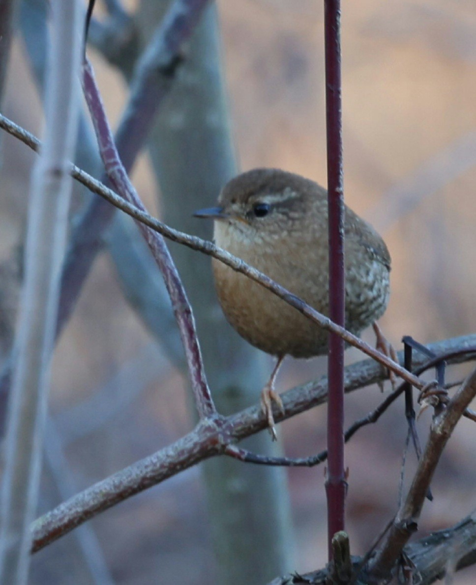 Winter Wren - ML645839260