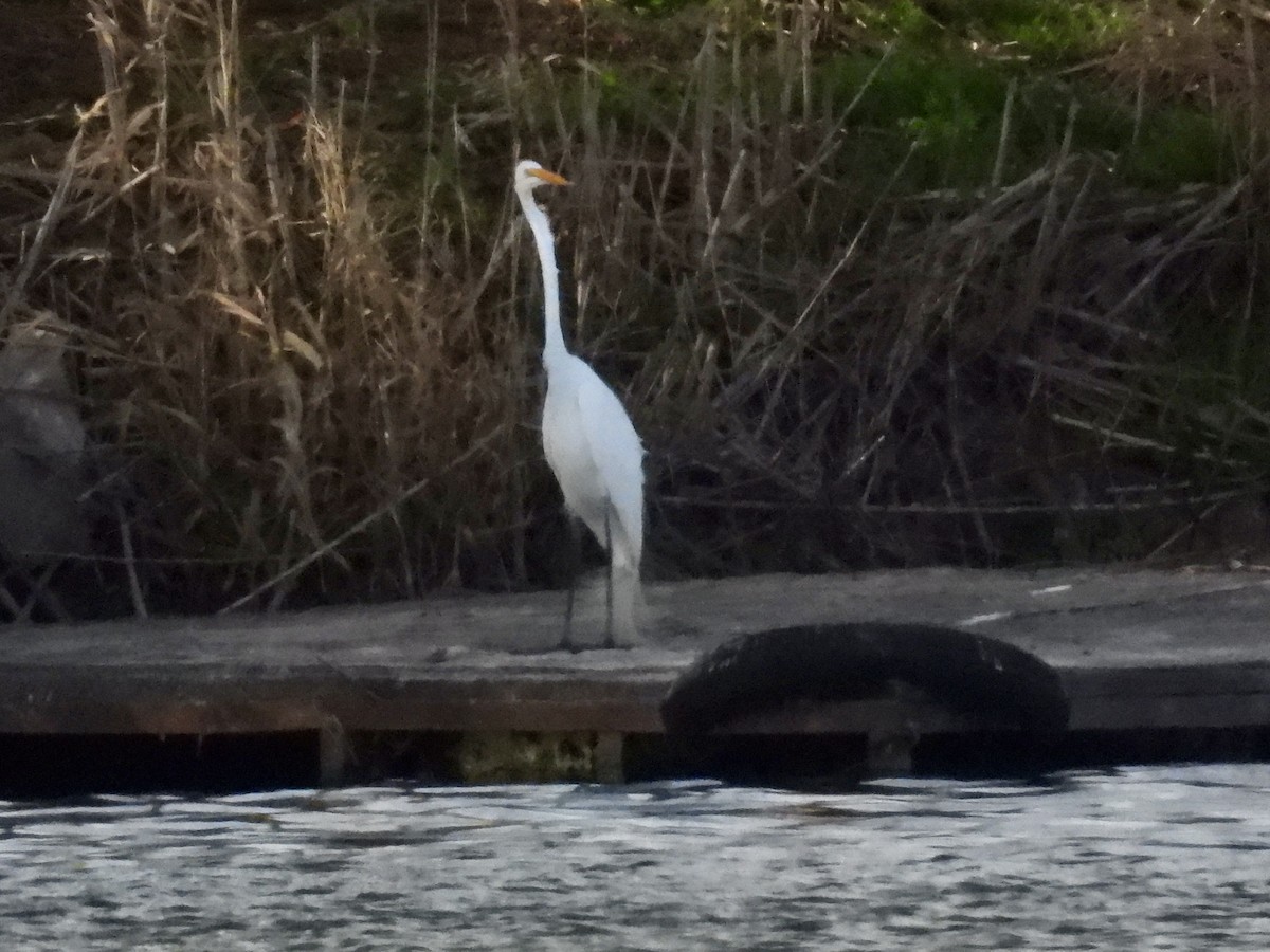 Great Egret - ML645839272