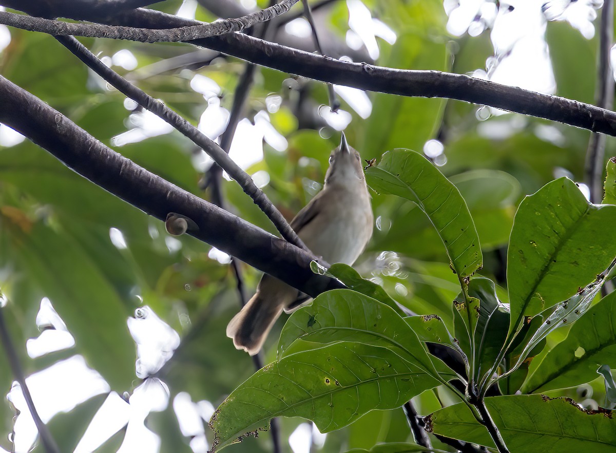 Sulawesi Babbler - ML645839290