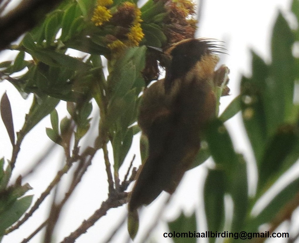 Buffy Helmetcrest - ML645839303