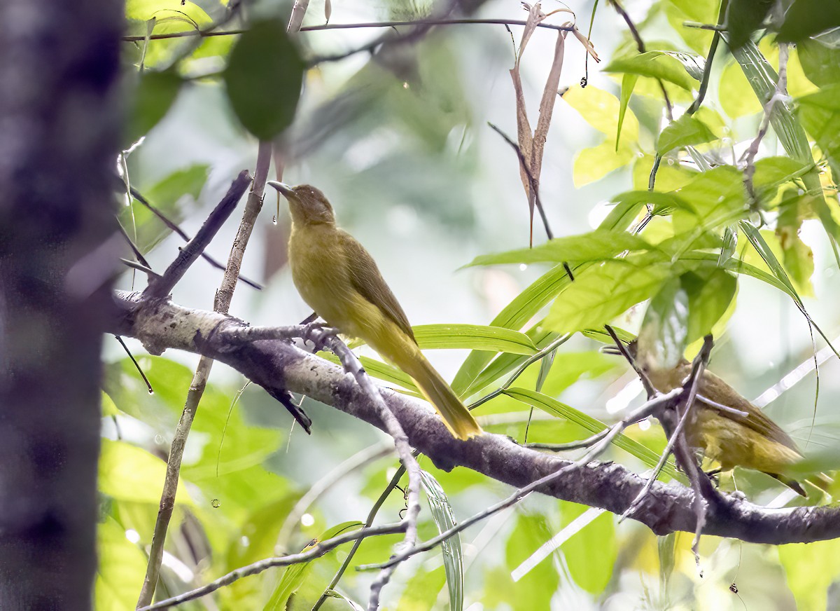 Togian Golden-Bulbul - ML645839304