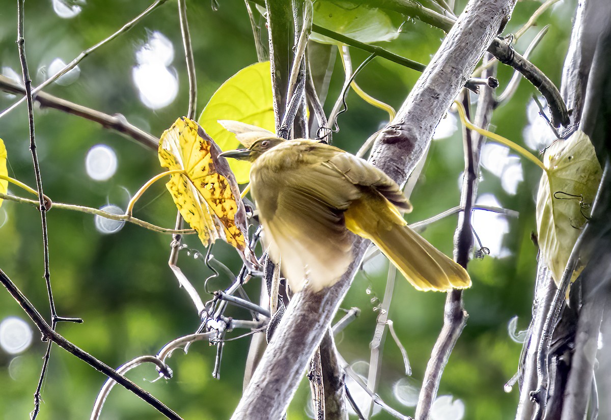 Togian Golden-Bulbul - ML645839305