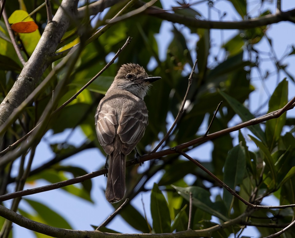 Braunschopftyrann - ML645839308