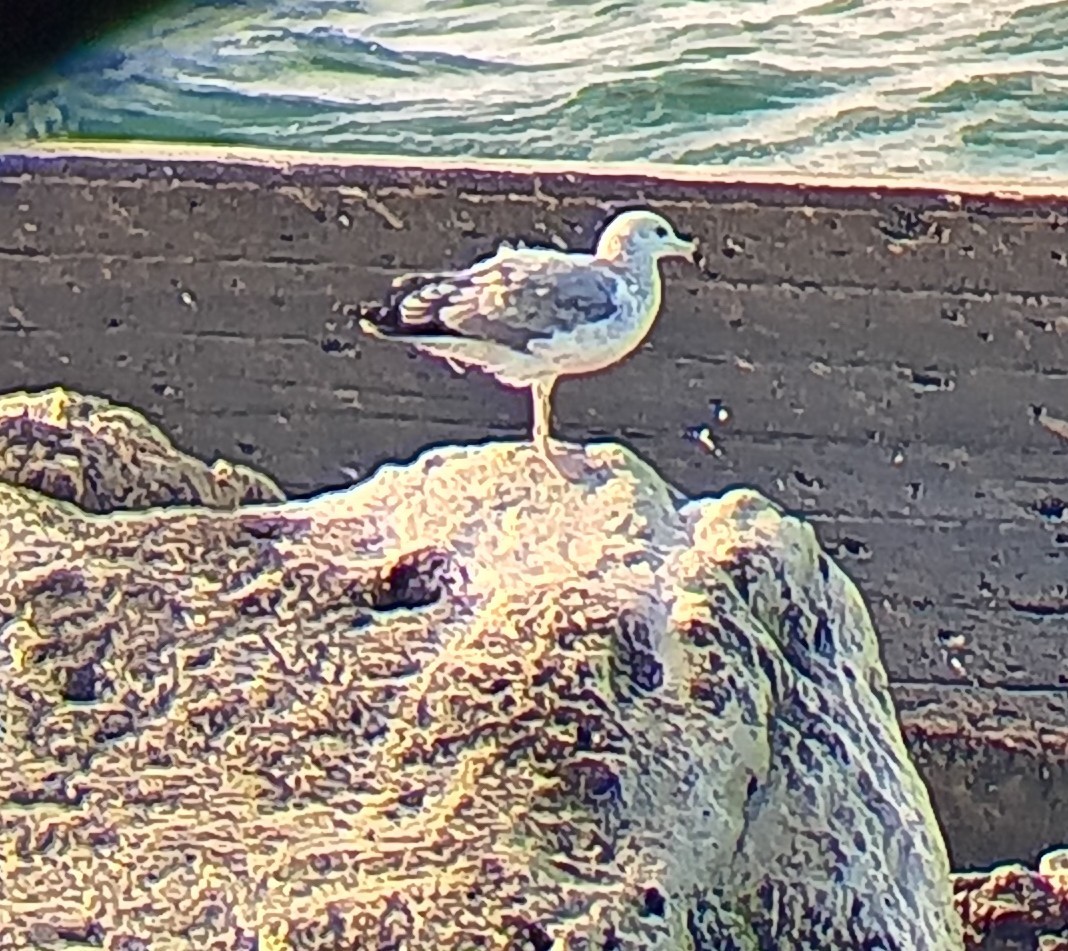 Ring-billed Gull - ML645839310