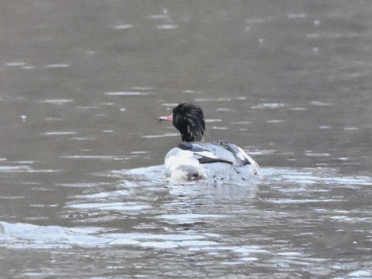 Common Merganser - ML645839311