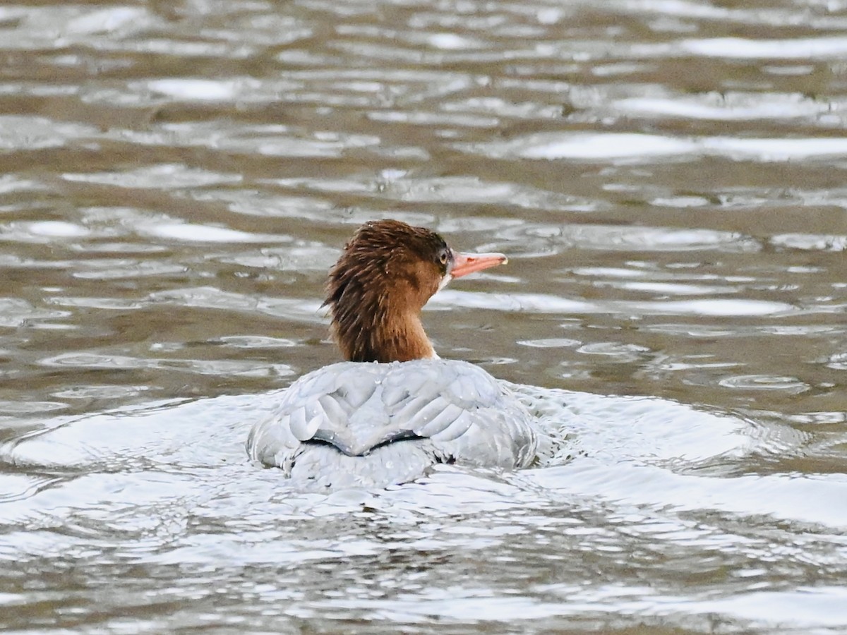 Common Merganser - ML645839312