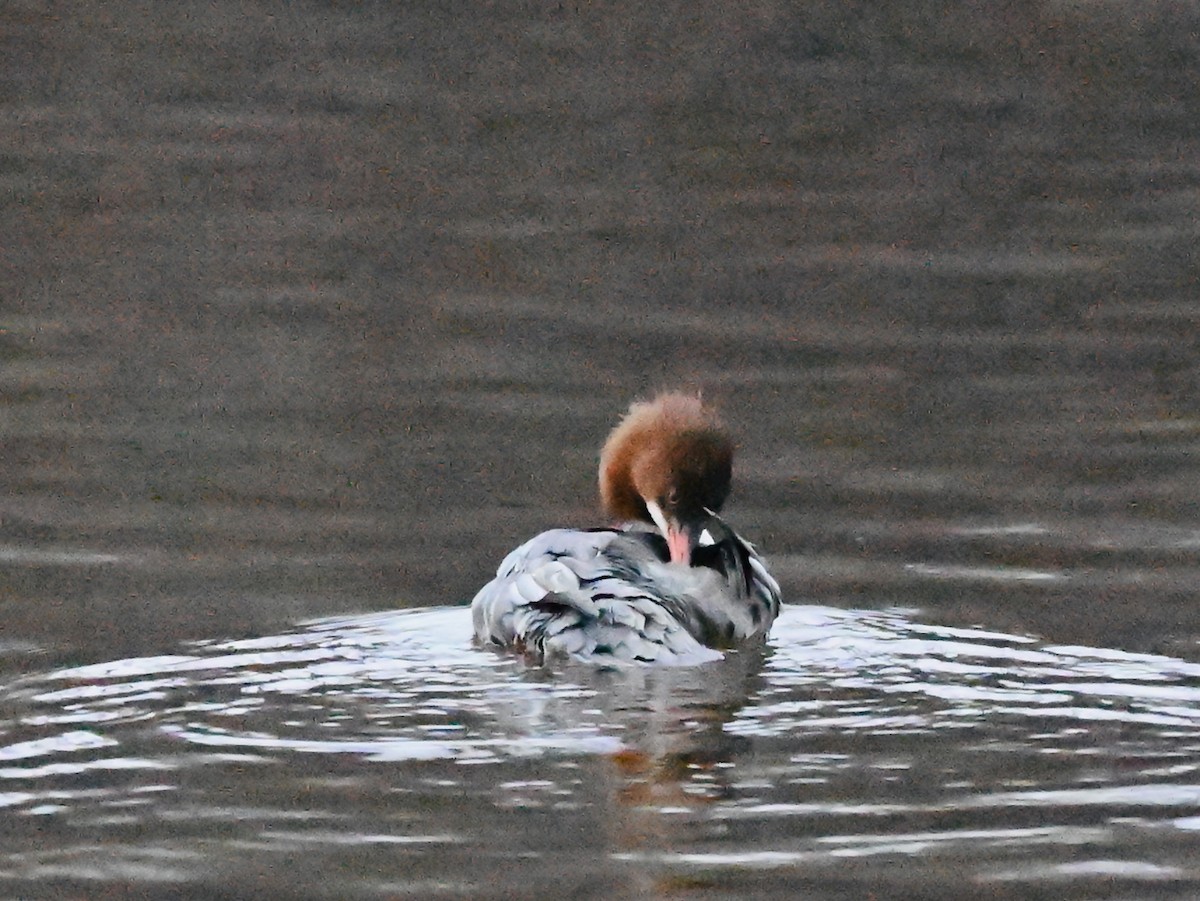 Common Merganser - ML645839313