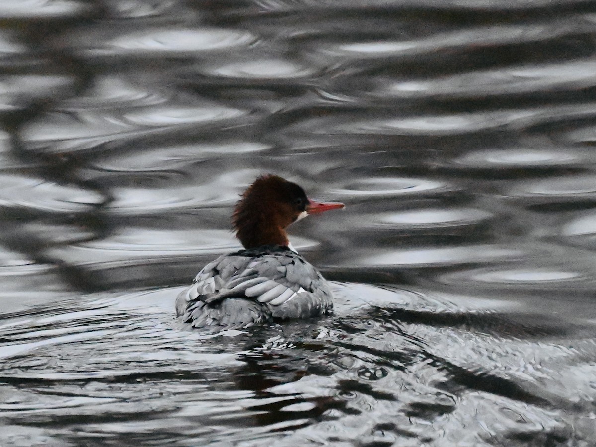 Common Merganser - ML645839314