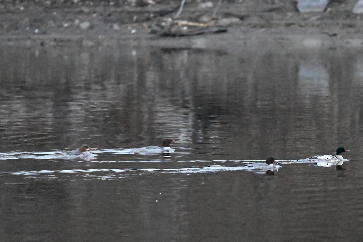 Common Merganser - ML645839315