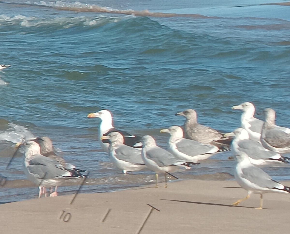 Great Black-backed Gull - ML645839317