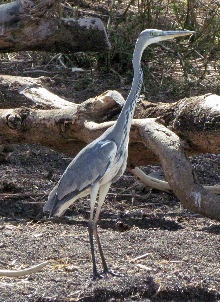 Héron mélanocéphale - ML645839322
