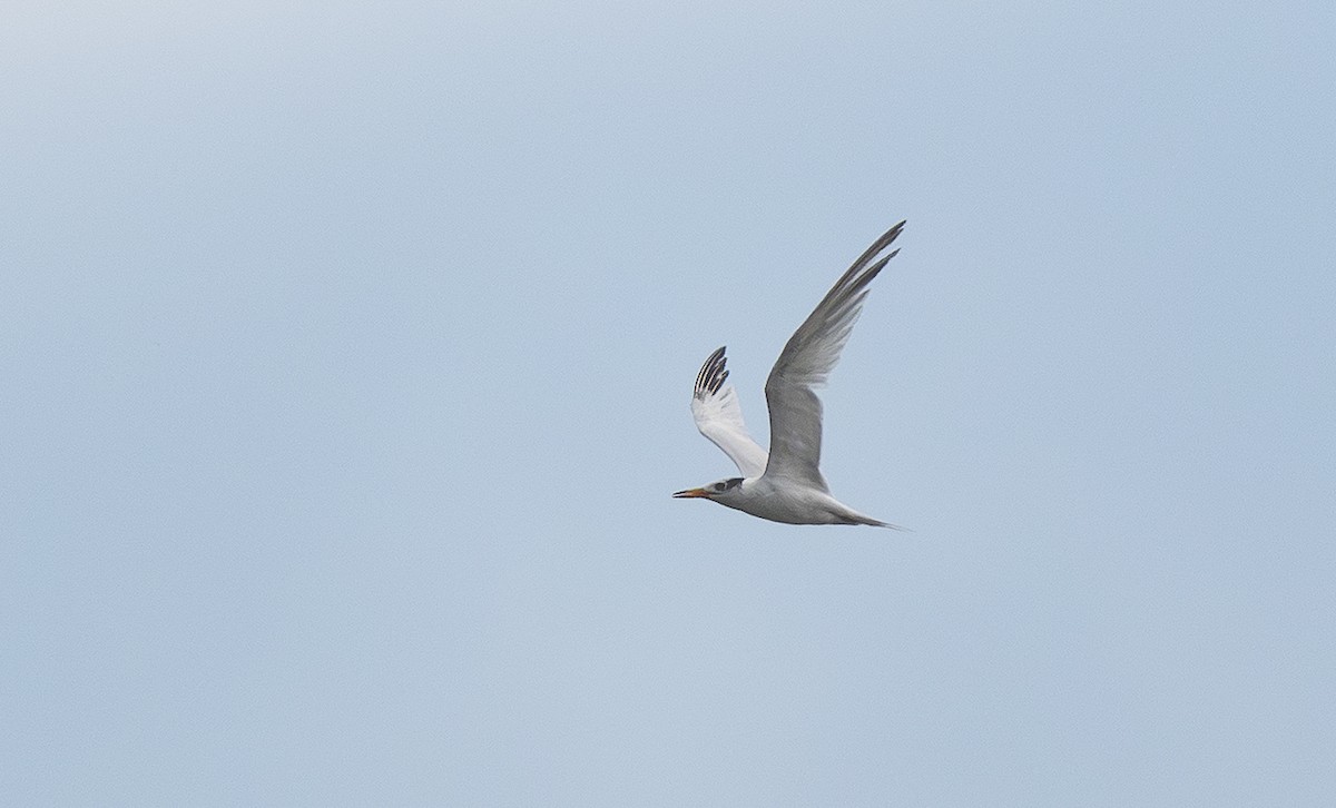 ヒガシシナアジサシ - ML645839323