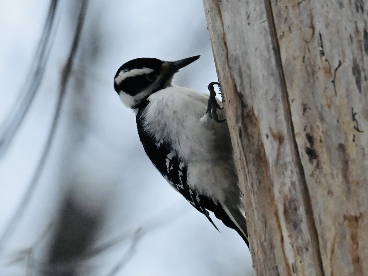 Hairy Woodpecker - ML645839324
