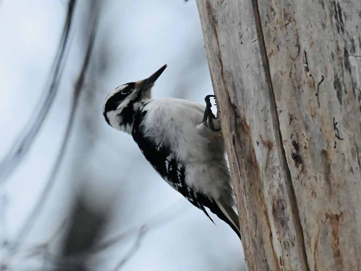 Hairy Woodpecker - ML645839325