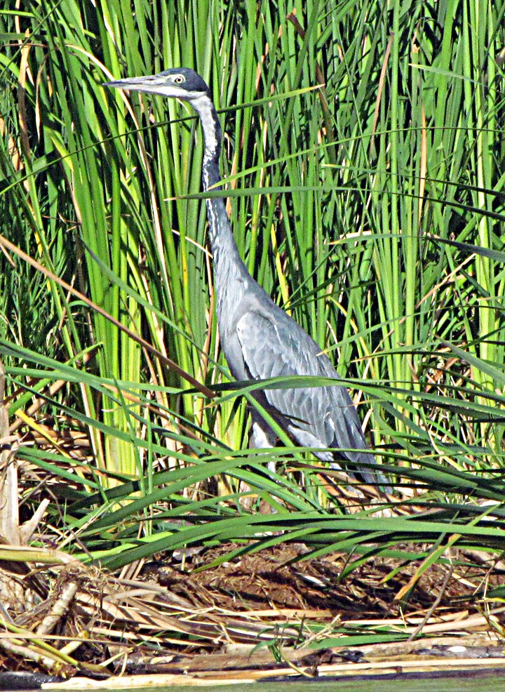 Garza Cabecinegra - ML645839326