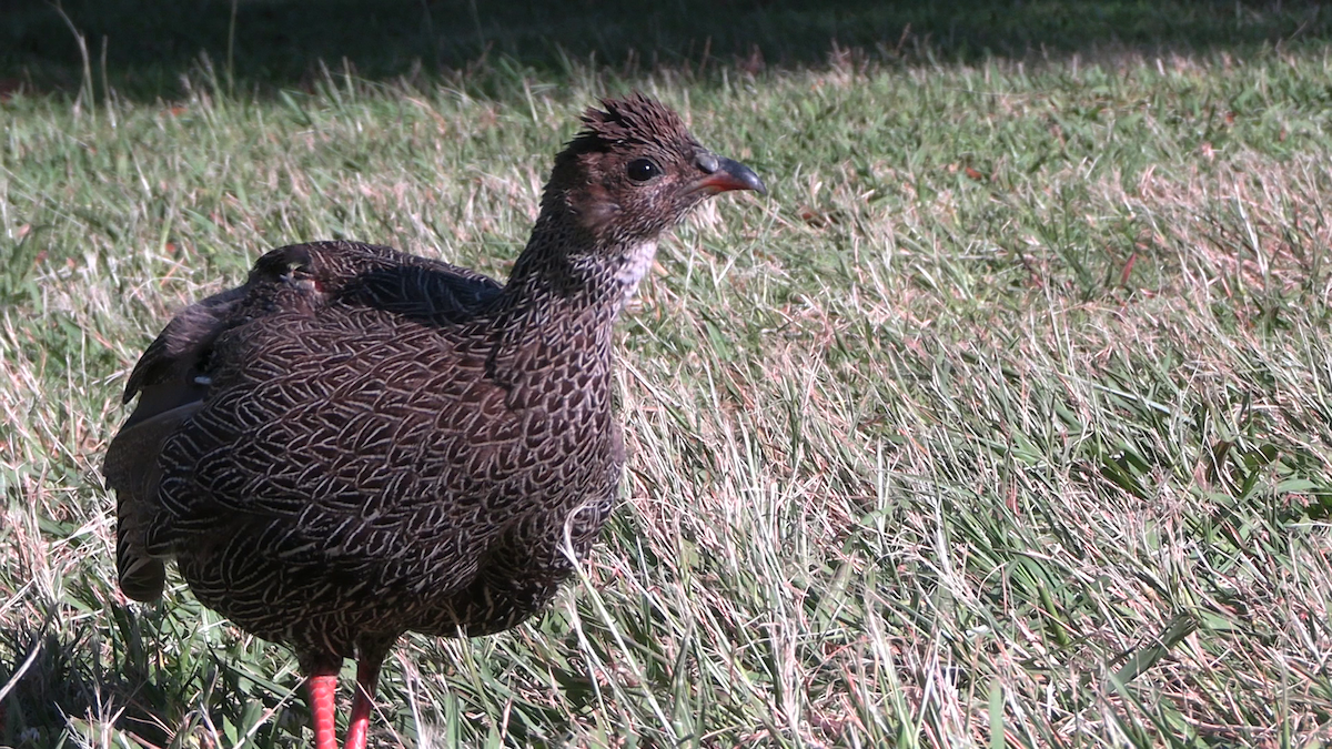 Francolín de El Cabo - ML645839327