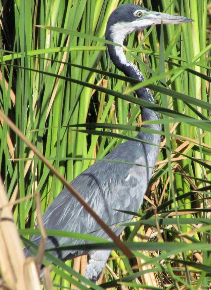 Garza Cabecinegra - ML645839328