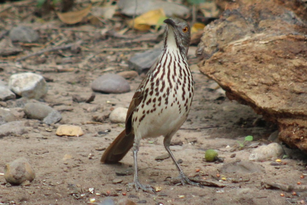 Cuitlacoche Piquilargo - ML645839330