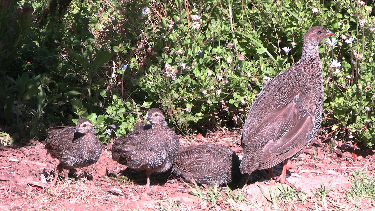 Francolín de El Cabo - ML645839331