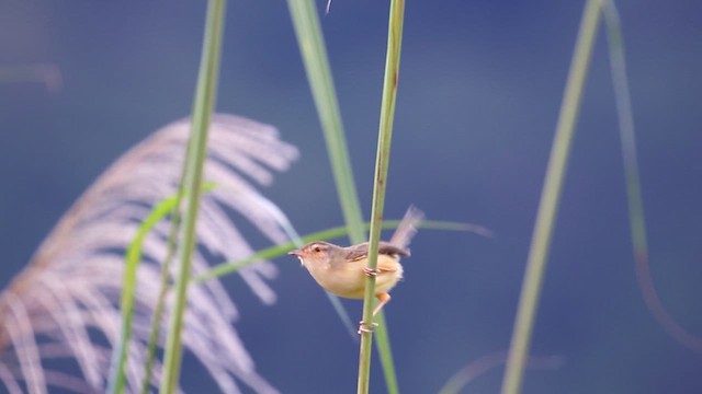 Plain Prinia - ML645839332
