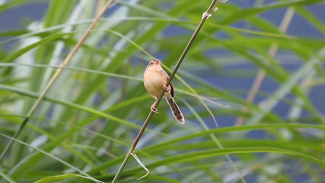 Prinia Sencilla - ML645839333