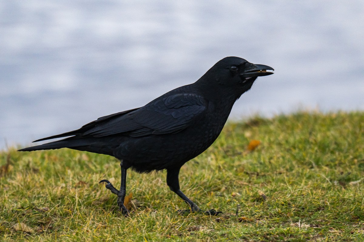 Cuervo Americano - ML645839334