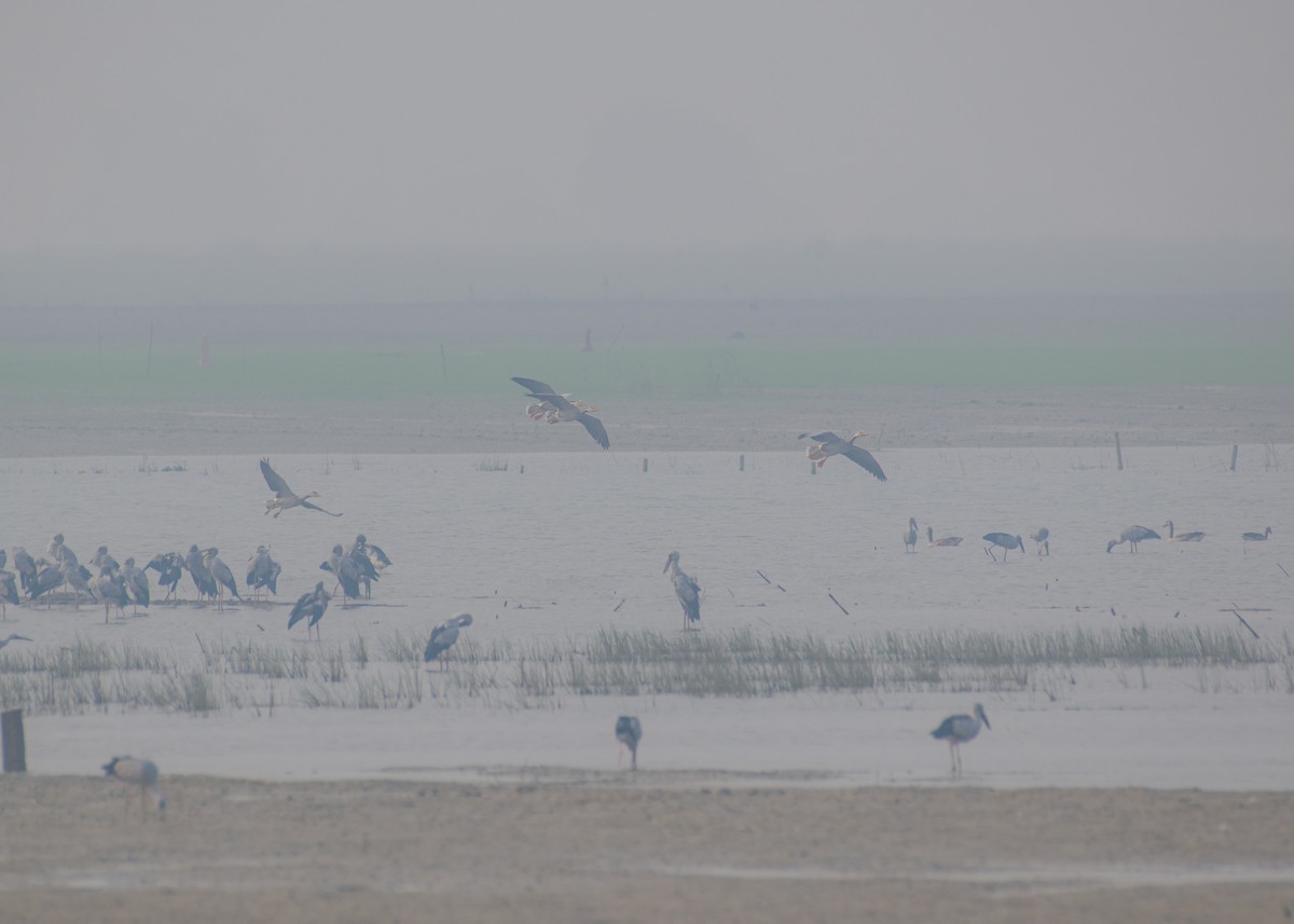 Ánsar Indio - ML645839339