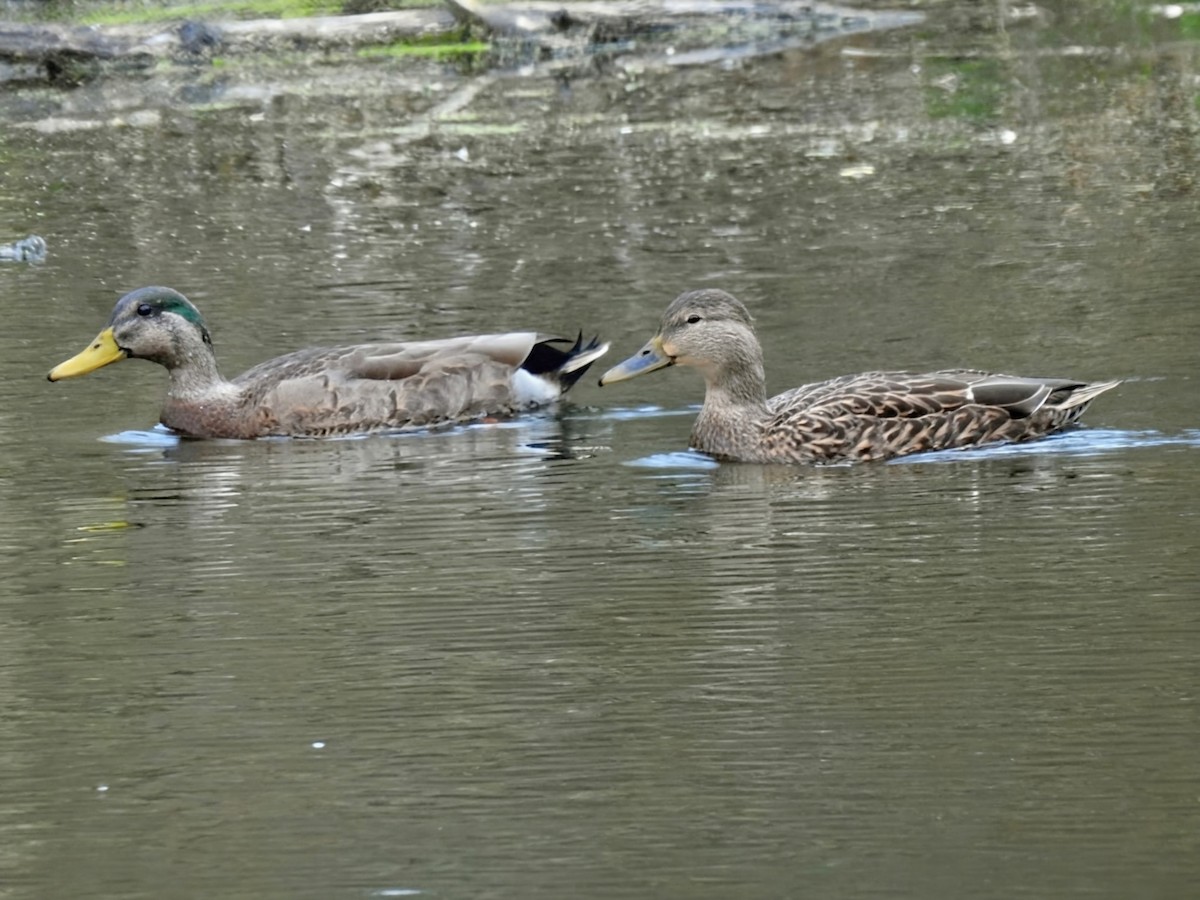 Ánade Azulón x Sombrío (híbrido) - ML645839344