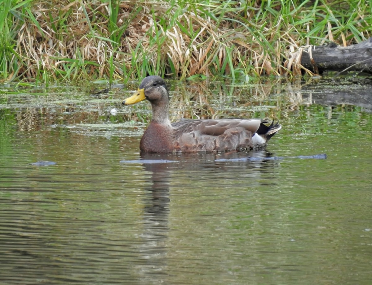 Ánade Azulón x Sombrío (híbrido) - ML645839345