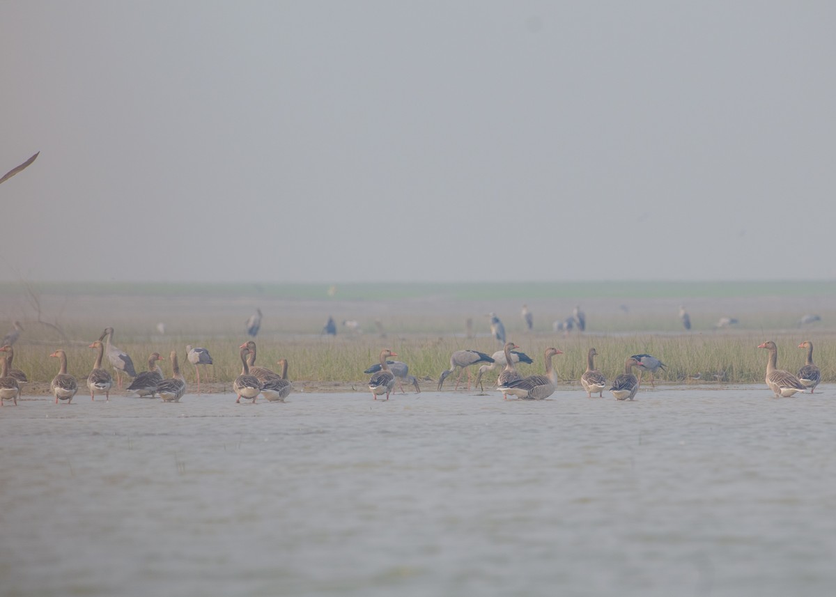 Ánsar Común - ML645839352