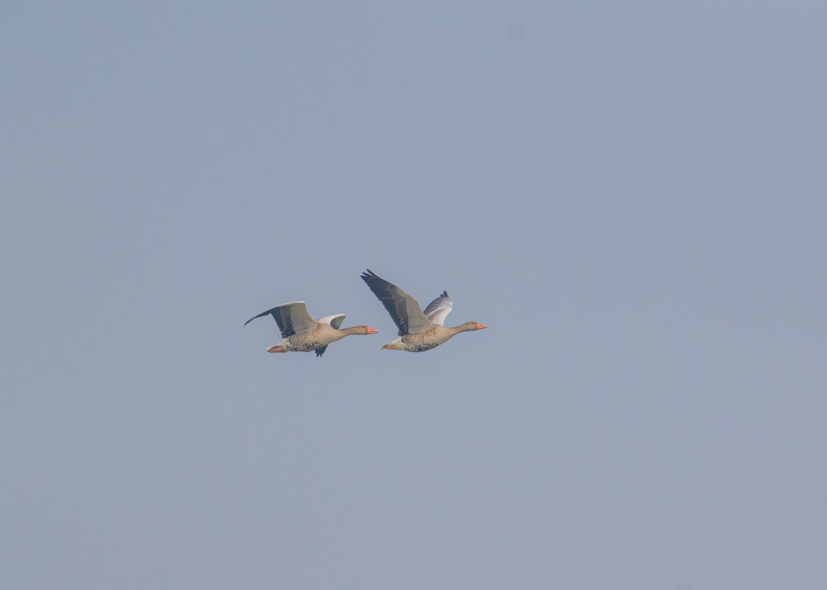 Ánsar Común - ML645839353