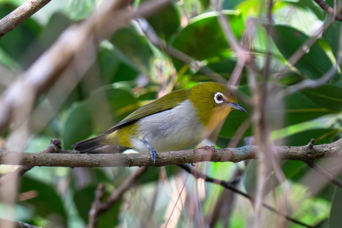 Anteojitos Japonés - ML645839355