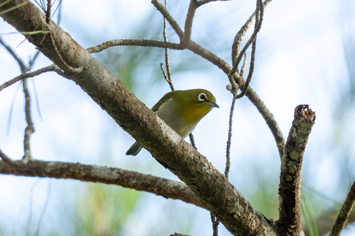 Anteojitos Japonés - ML645839356